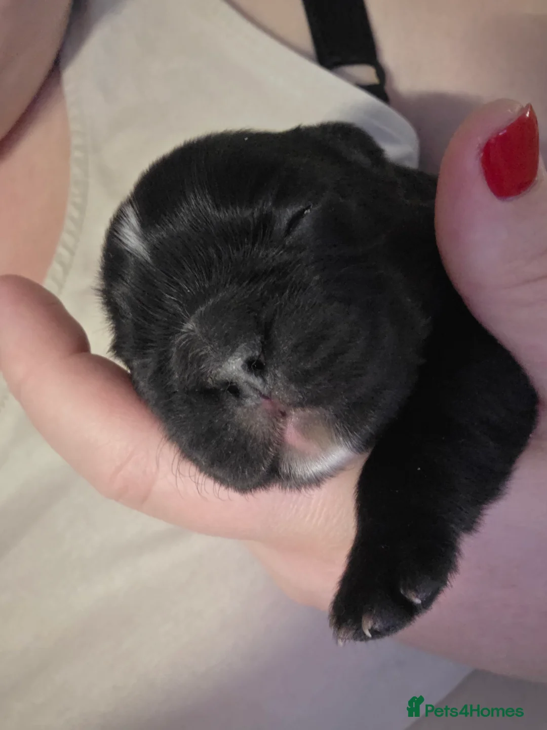 French Bulldog dogs for sale: Fluffy French Bulldog  - Advert 4