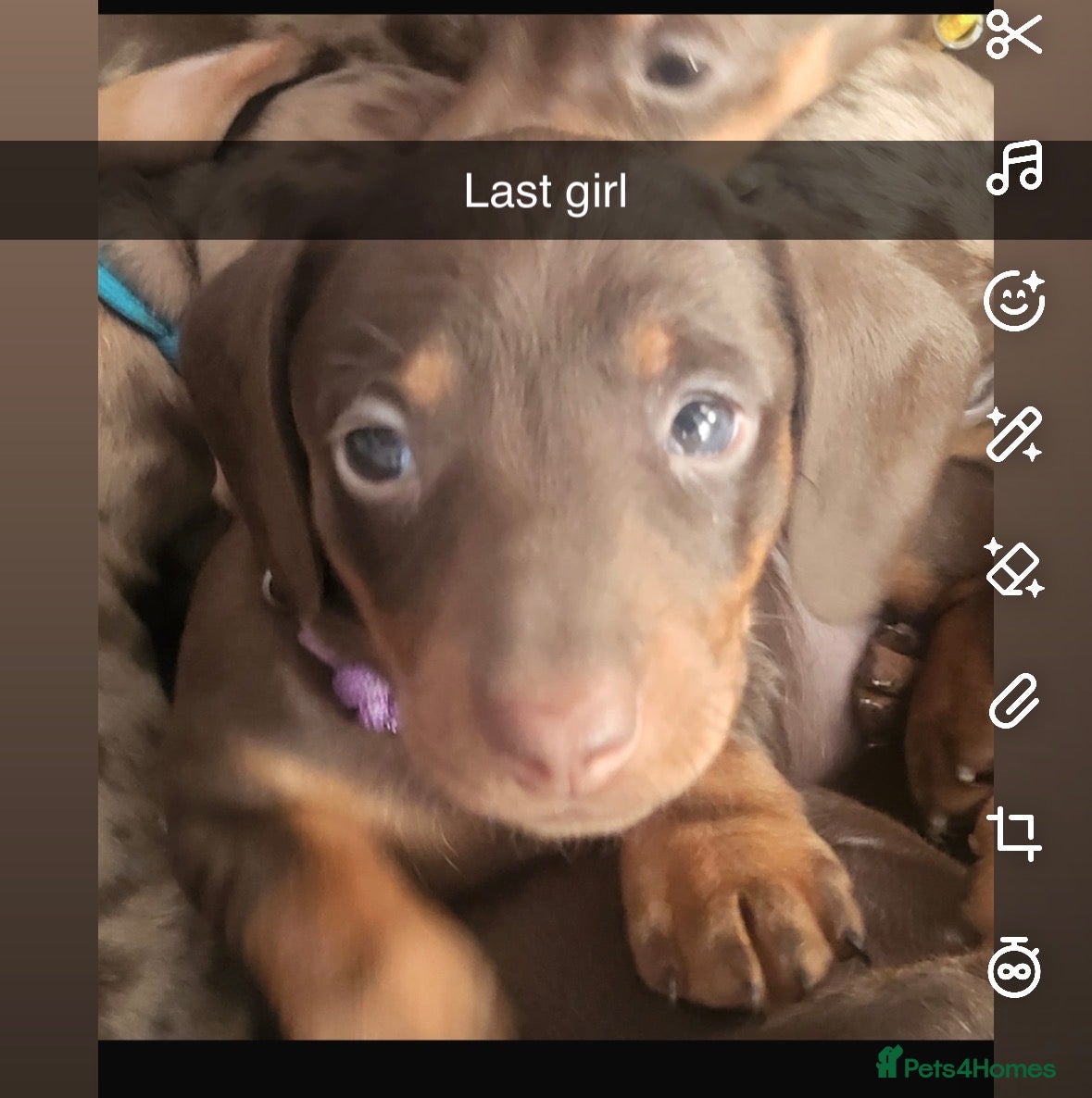 Dachshund dogs 6 mini dachshunds looking for there forever home  - Advert 10