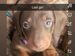 Dachshund dogs 6 mini dachshunds looking for there forever home - Advert 10