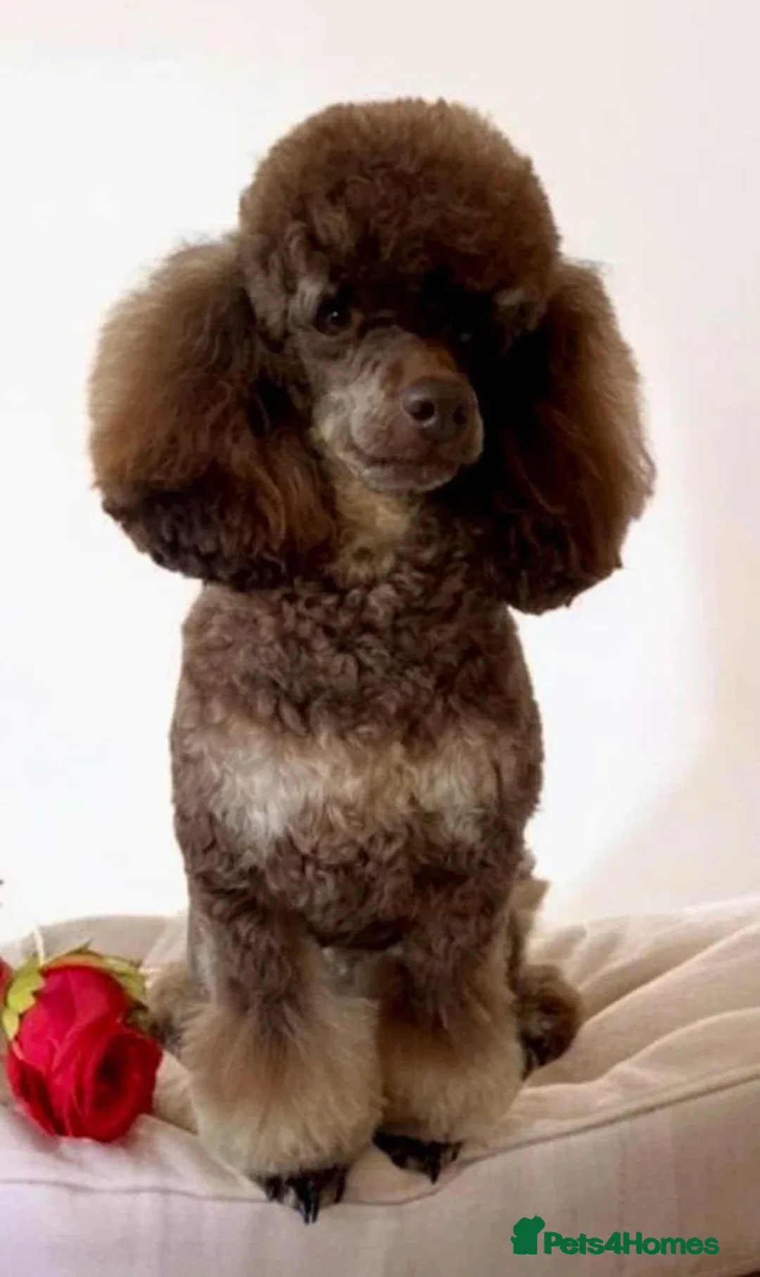 Maltipoo dogs for sale: Adorable black Maltipoo puppy - last girl   - Advert 10