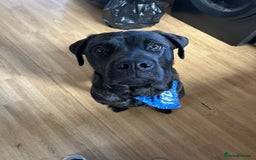 Mixed Breed dogs for sale: 8 month old Puppy for sale  - Image 2