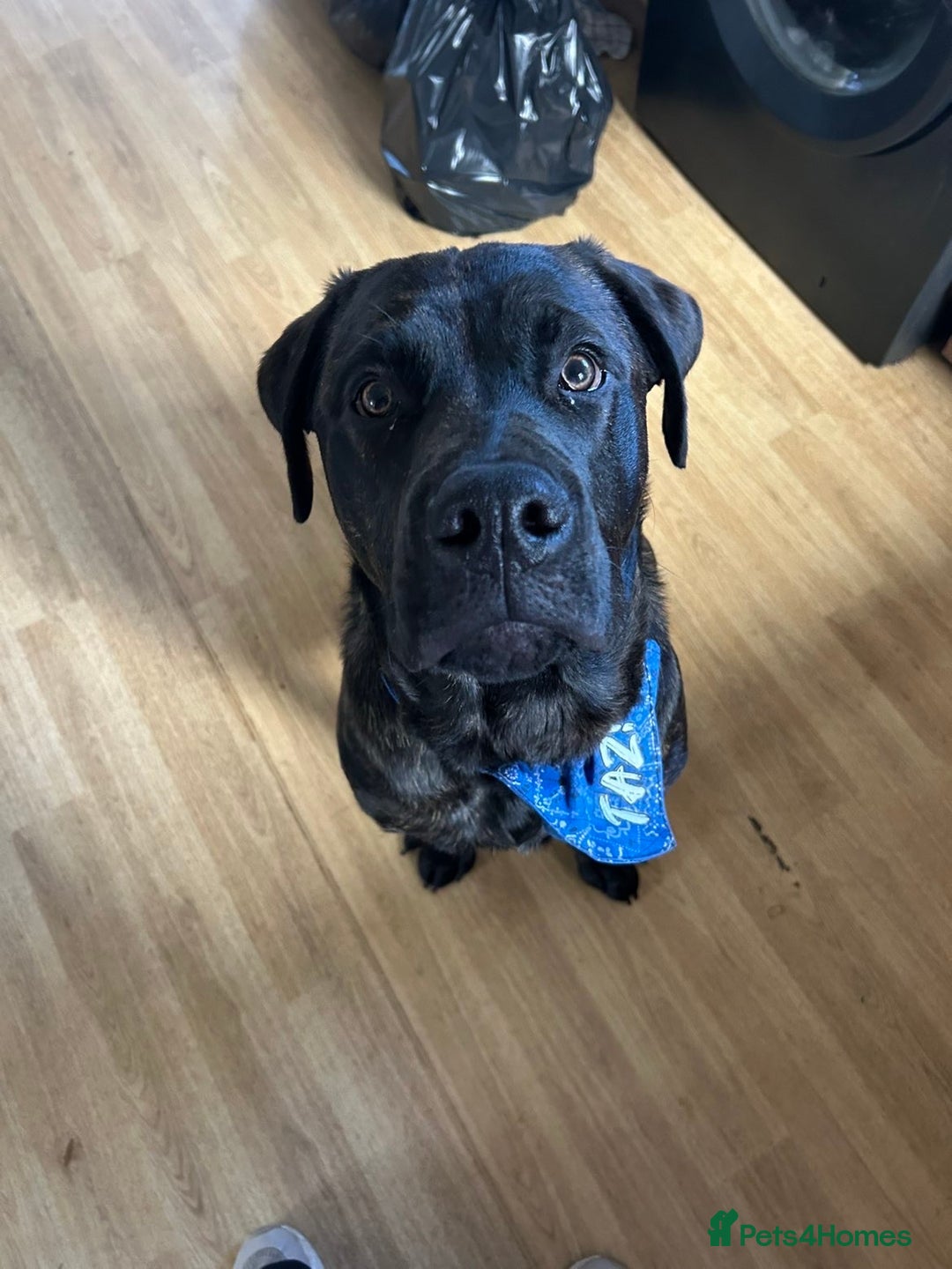 Mixed Breed dogs for sale: 8 month old Puppy for sale  - Image 2