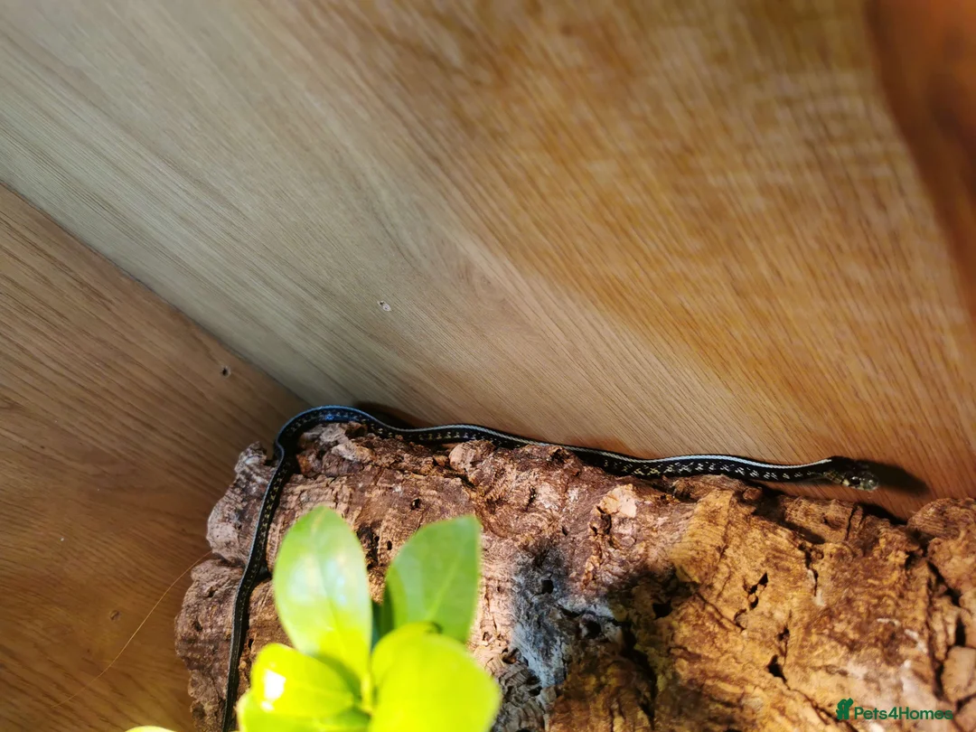 Garter Snake reptiles for sale: 3 Garter Snakes - Advert 6