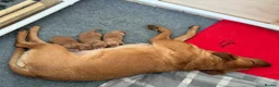 Labrador Retriever dogs for sale: Harleigh & FTCH Jarailstar Hogen of Stauntonvale - Advert 11