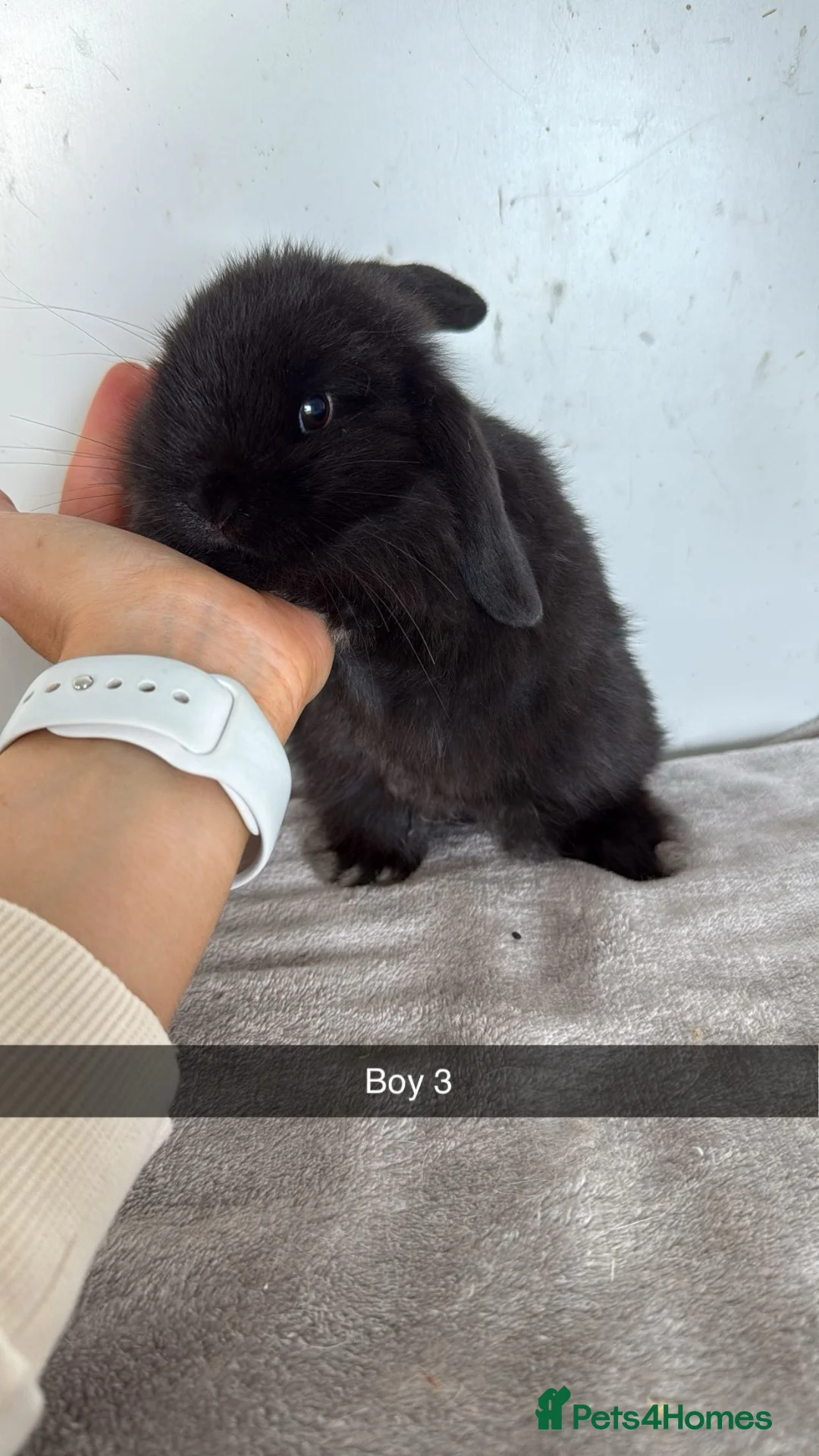 Mini Lop rabbits for sale: Pure mini lop rabbits ready to leave  - Advert 2