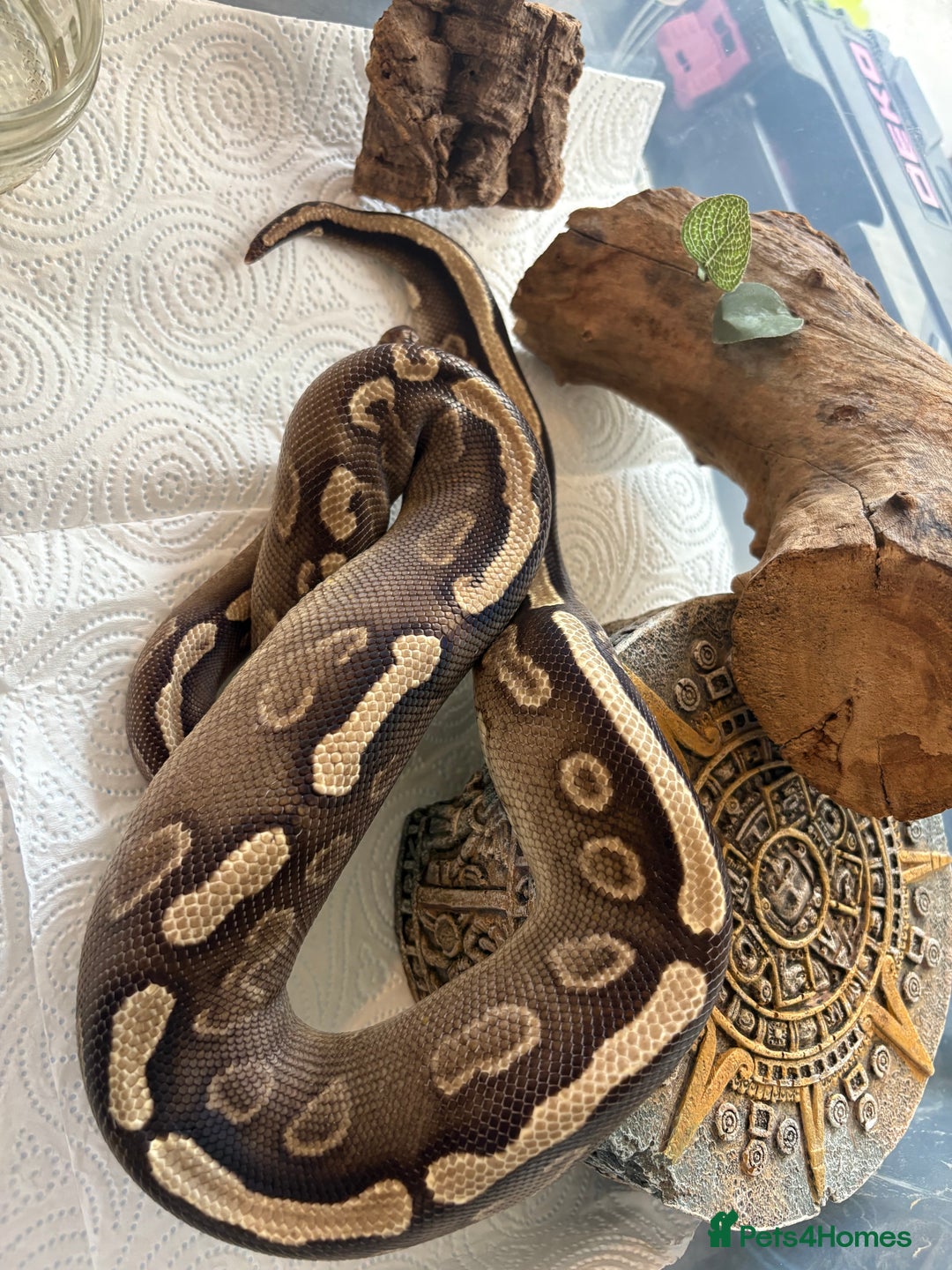 Python Snake reptiles for sale: Royal pythons for sale  - Image 6