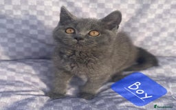 British Shorthair cats for sale: British Shorthair Kittens - Image 4