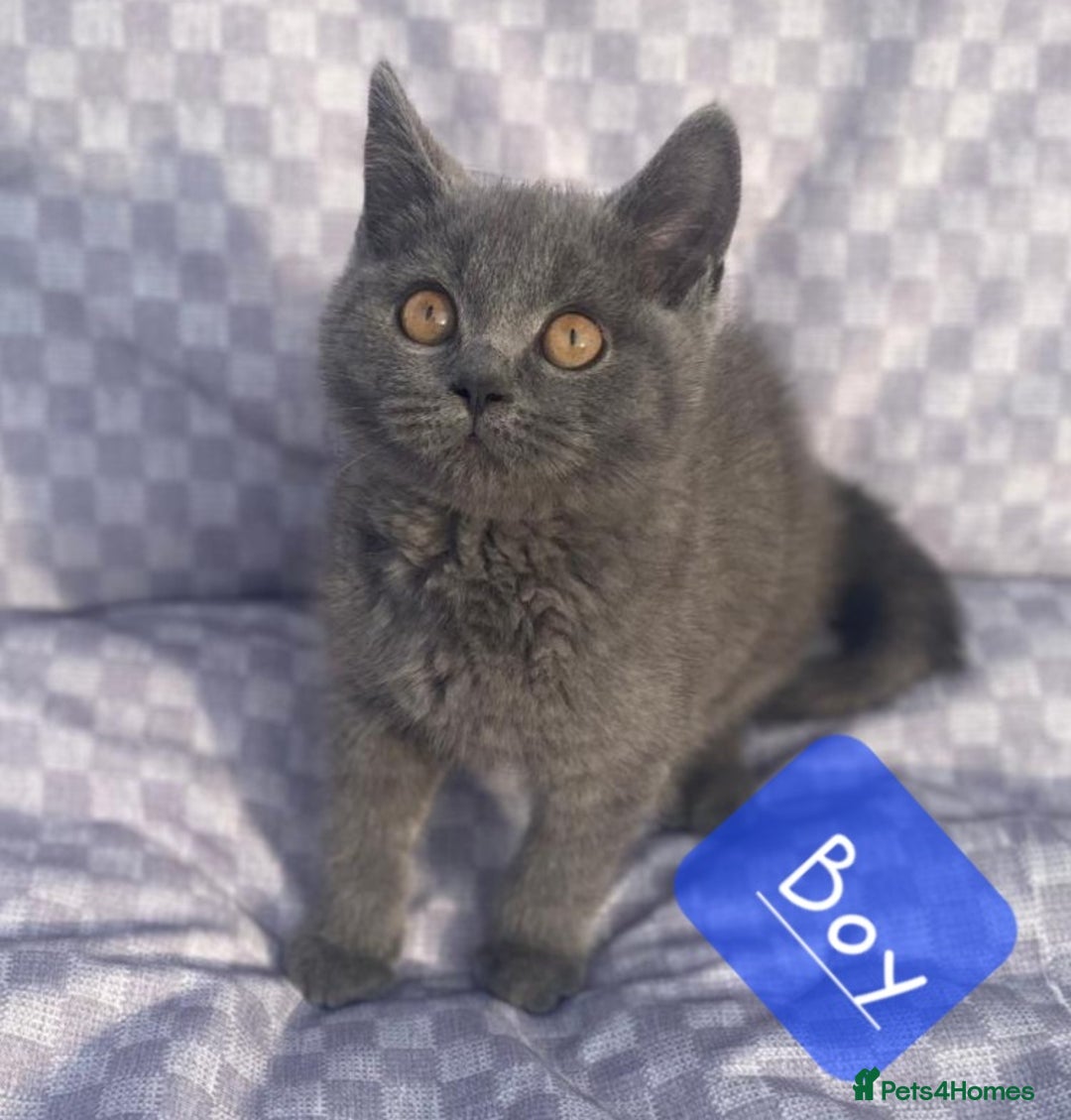 British Shorthair cats for sale: British Shorthair Kittens - Image 4
