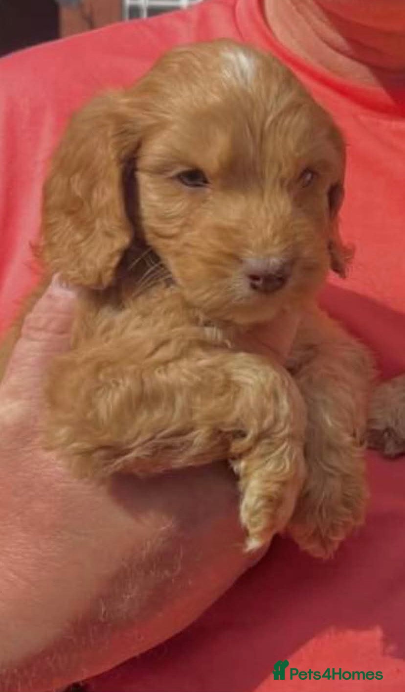 Cockapoo dogs Cockapoo Apricot/Red/Black Pups - Advert 4