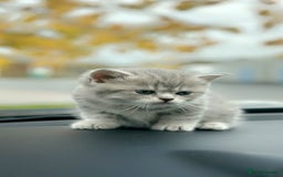 British Shorthair cats for sale: British Shorthair kittens  - Image 21