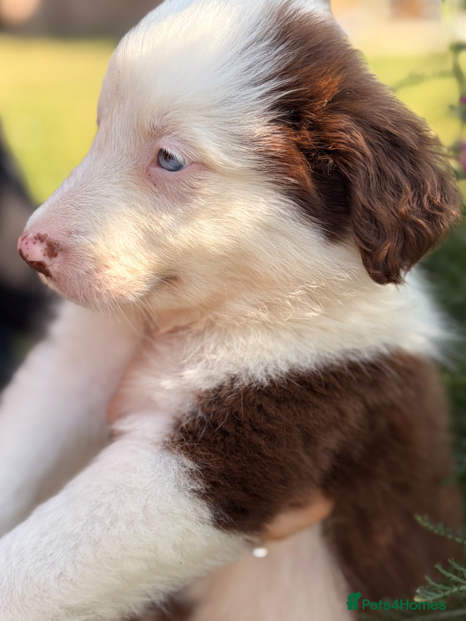 Border Collie dogs BEAUTIFUL BC PUPS, HEALTH TESTED CLEAR PARENTS  - Advert 2