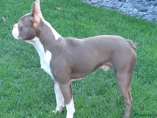 Boston Terrier dogs in Middlesbrough - Advert 1