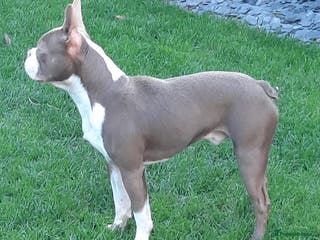 Boston Terrier dogs Stunning Lilac Male in Middlesbrough - Advert 2