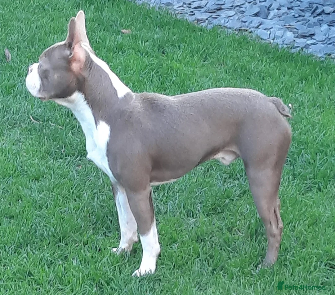 Boston Terrier dogs for stud: Stunning Lilac Male in Middlesbrough - Advert 1