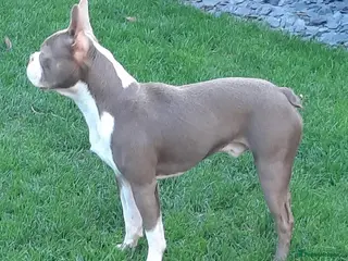 Boston Terrier dogs Stunning Lilac Male in Middlesbrough - Advert 4