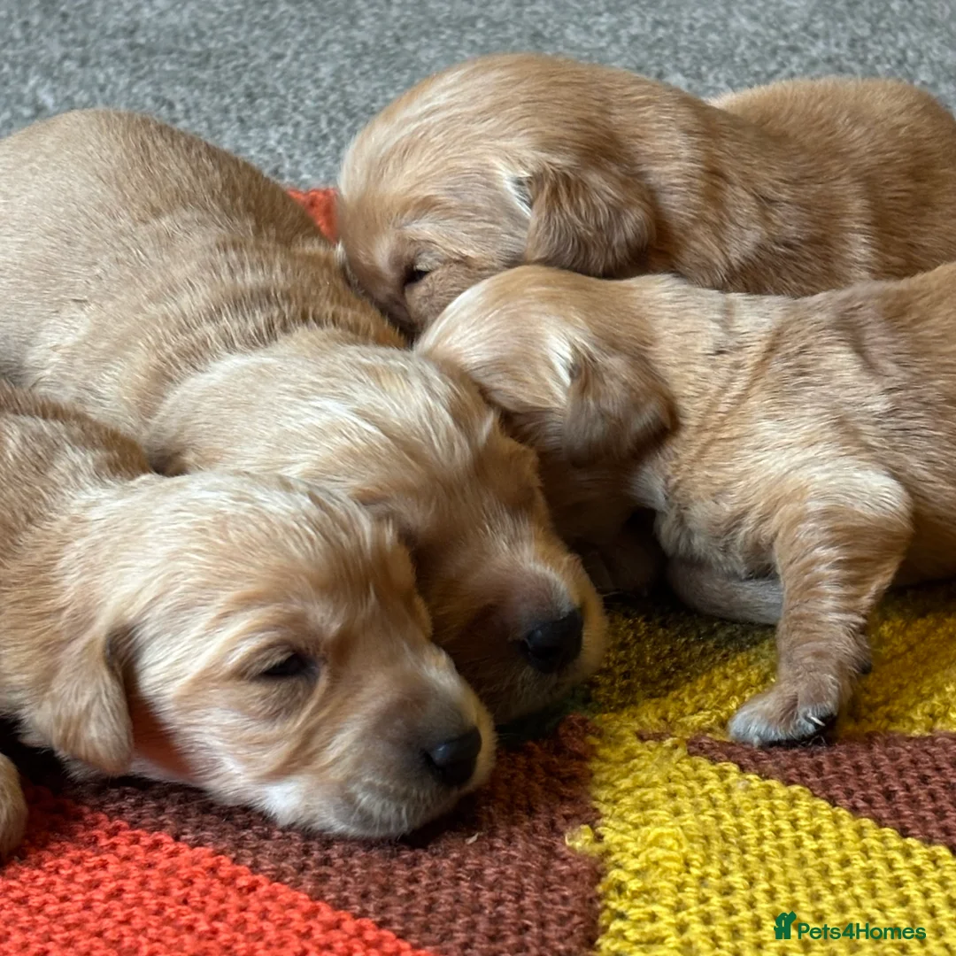 Golden Retriever dogs for sale: FOX RED PUPPIES Golden Retriever KC REG - Advert 24