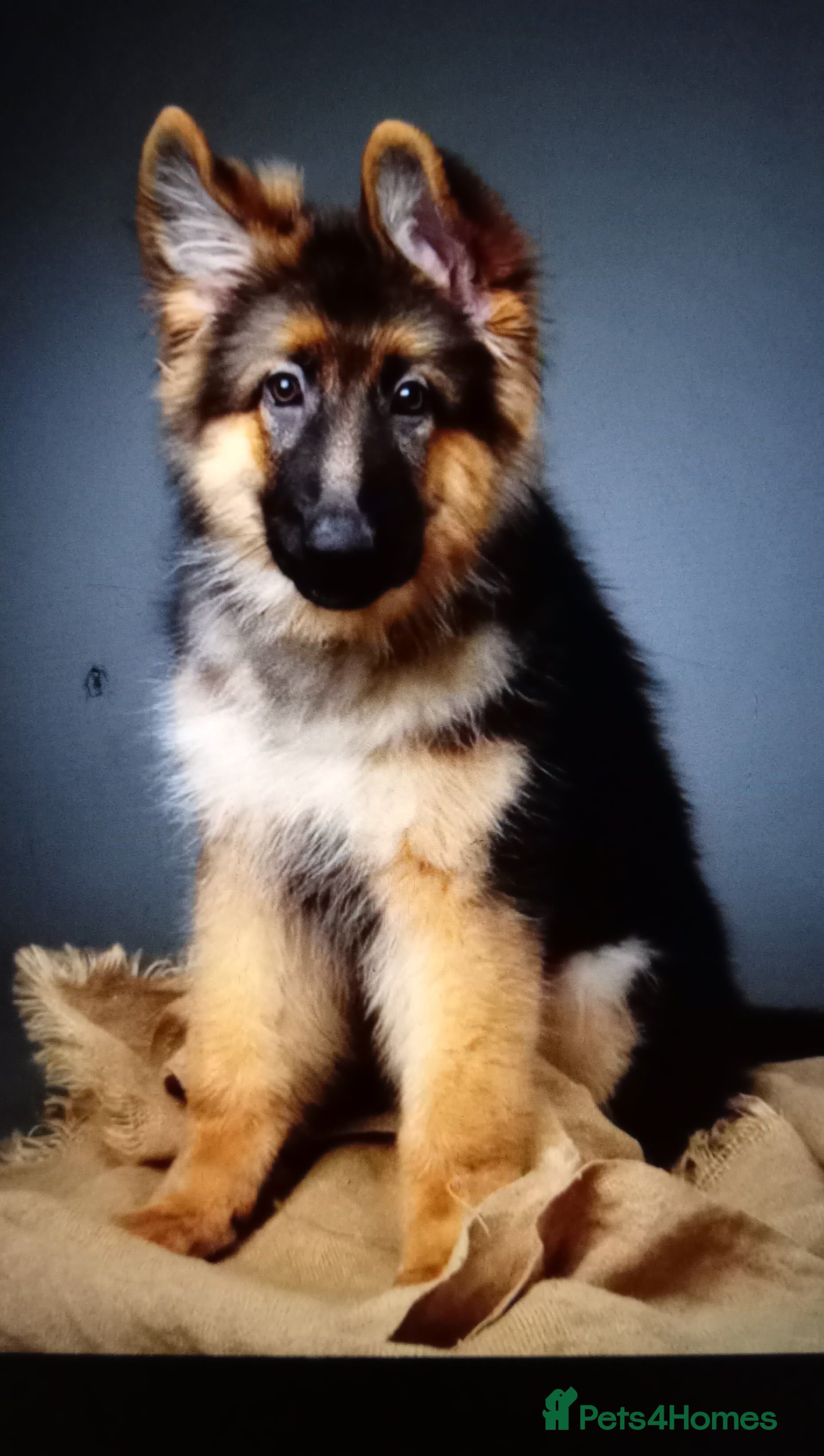 German Shepherd dogs 🌟 Long Haired German Shepherd Health Tested🌟 - Advert 2