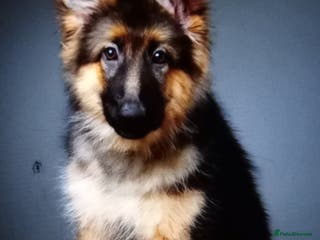 German Shepherd dogs 🌟 Long Haired German Shepherd Health Tested🌟 - Advert 2