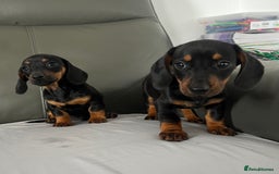 Dachshund dogs for sale: Mini dachshund puppies - Image 4