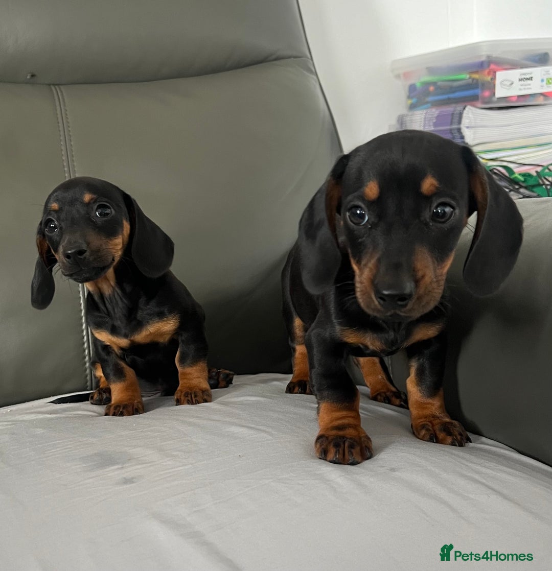 Dachshund dogs for sale: Mini dachshund puppies - Image 4