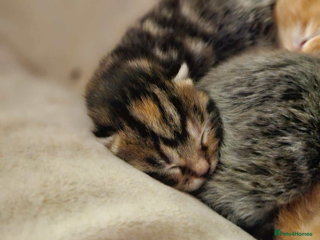 Mixed Breed cats for sale: Female tabby kittens - Advert 4