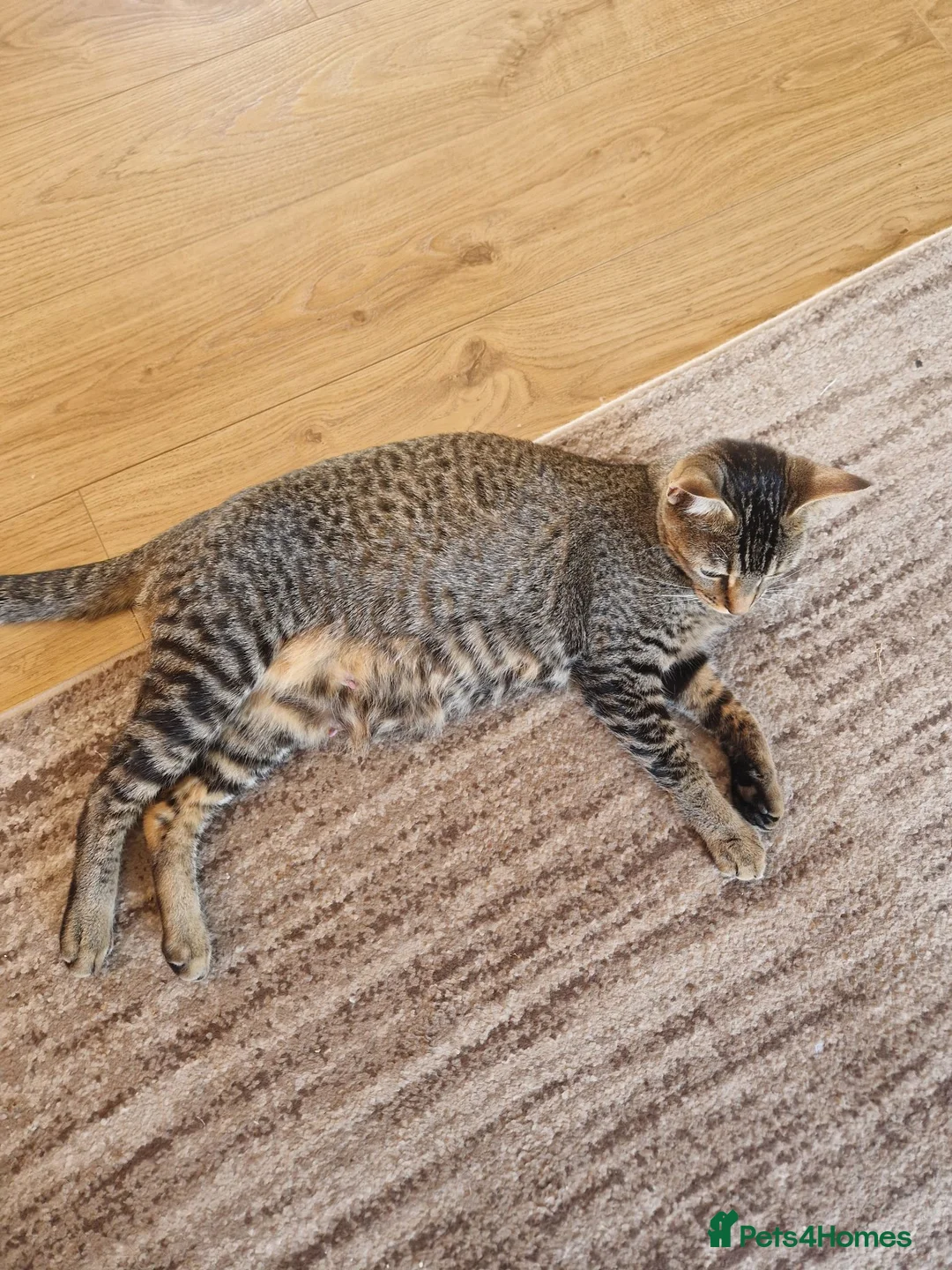 Domestic Shorthair cats for sale: Beautiful Domestic Shorthair Tabby Female Kitten - Advert 2