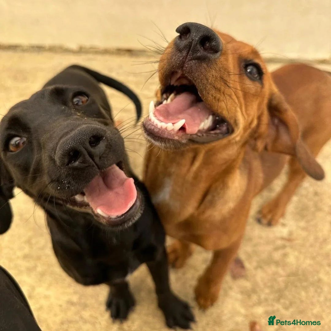 Mixed Breed dogs for adoption: Woody (Mini hound mix) - Advert 4