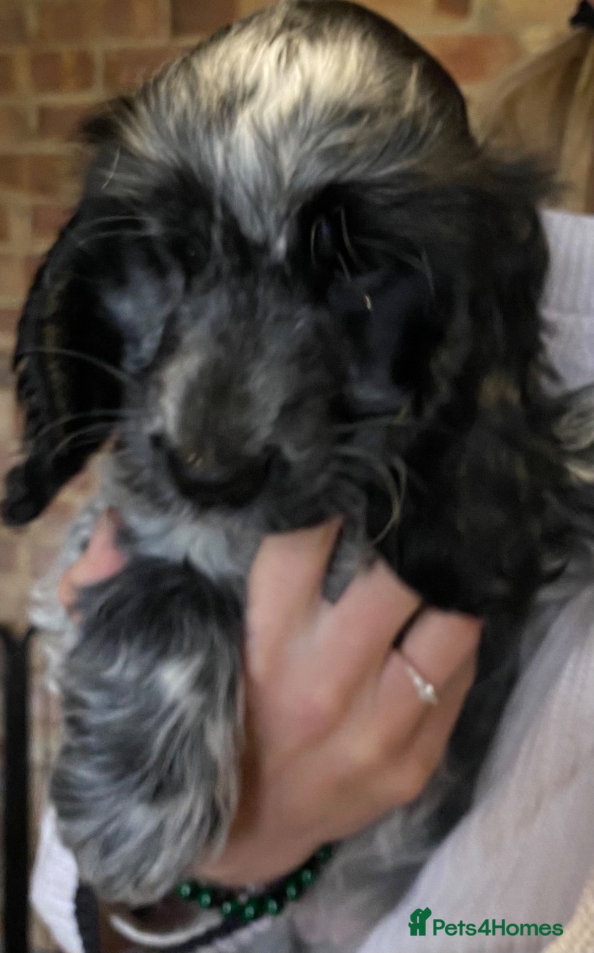 Cocker Spaniel dogs for sale: Blue roan cocker bitch puppy  - Advert 2