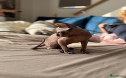 Sphynx cats for sale: Sweet Cream Sphynx Kitten looking for a family - Image 8