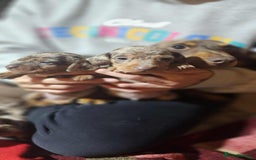 Miniature Dachshund dogs for sale: KC Mini Dachshund Dapple Girls & Boys and Tan Boy - Image 19