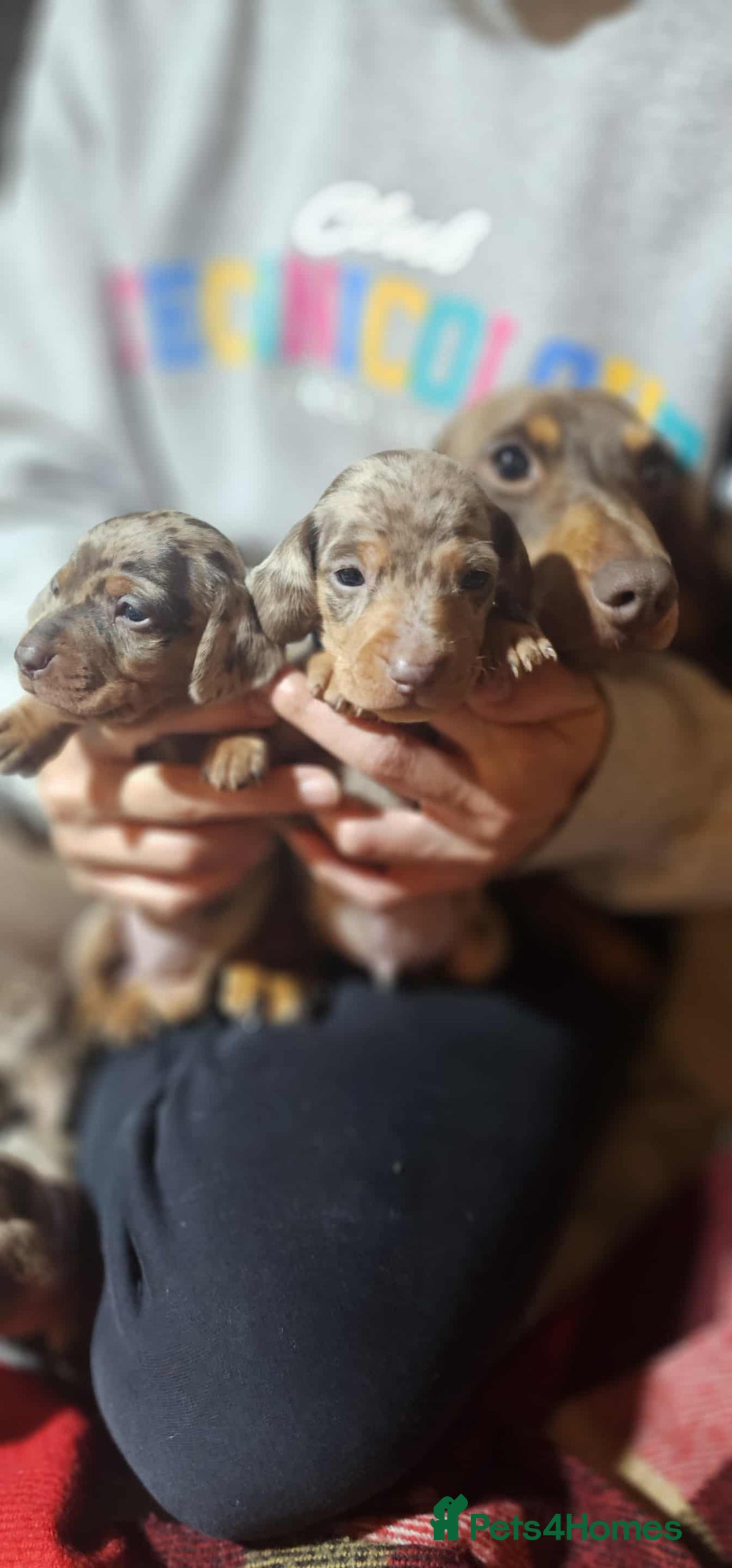 Miniature Dachshund dogs for sale: KC Mini Dachshund Dapple Girls & Boys and Tan Boy - Image 19