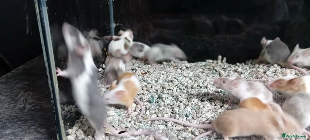 Mouse rodents for sale: Baby Fancy Pet mice , Males and Females - Advert 12
