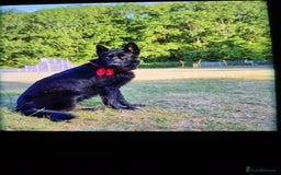 German Shepherd dogs for sale: Freyr - Image 16