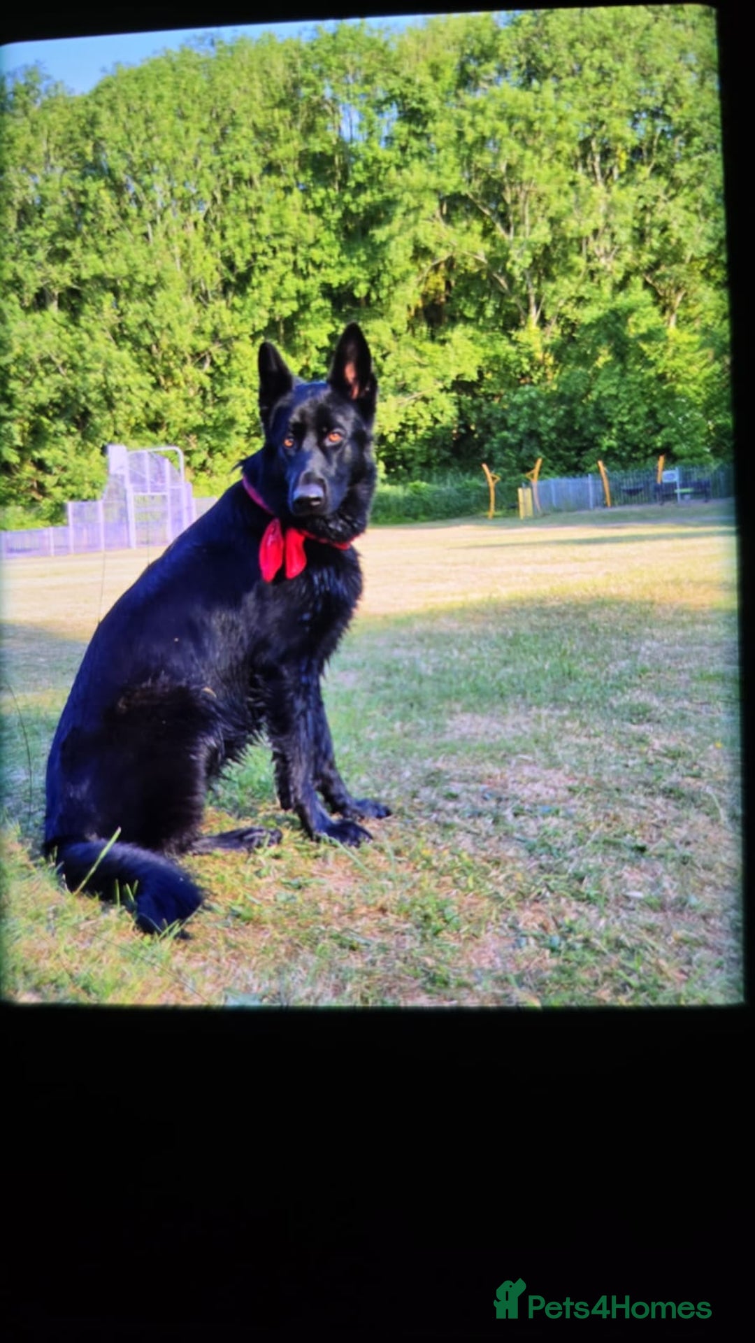 German Shepherd dogs for sale: Freyr - Image 16