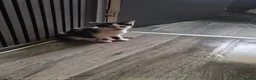 Mixed Breed cats for sale: Beautiful kittens  - Advert 8