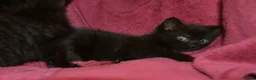 Mixed Breed cats for sale: Ragdoll Mixed Kittens - Advert 2