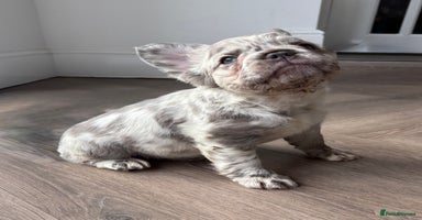 French Bulldog dogs - Advert 9