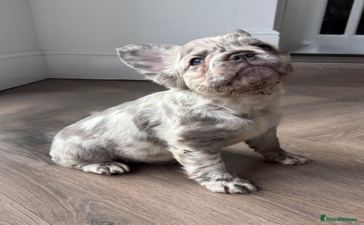 French Bulldog dogs - Advert 7