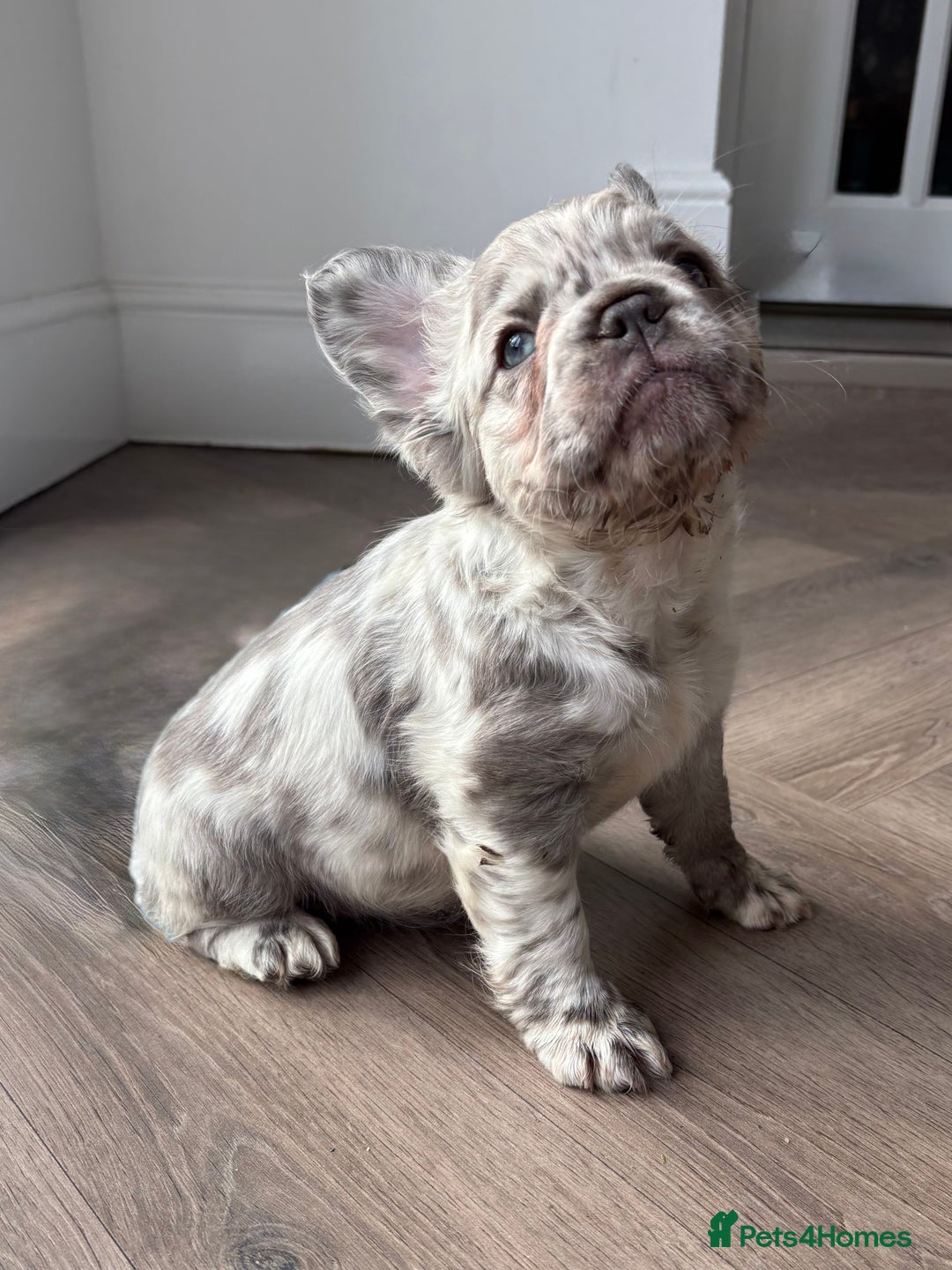 Merle French Long Haired Blue French Bulldog Puppy Blue Merle