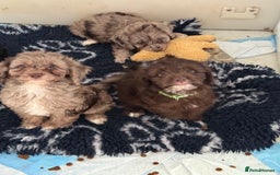 Cockapoo dogs for sale: F1 Cockapoo Puppies - Image 4