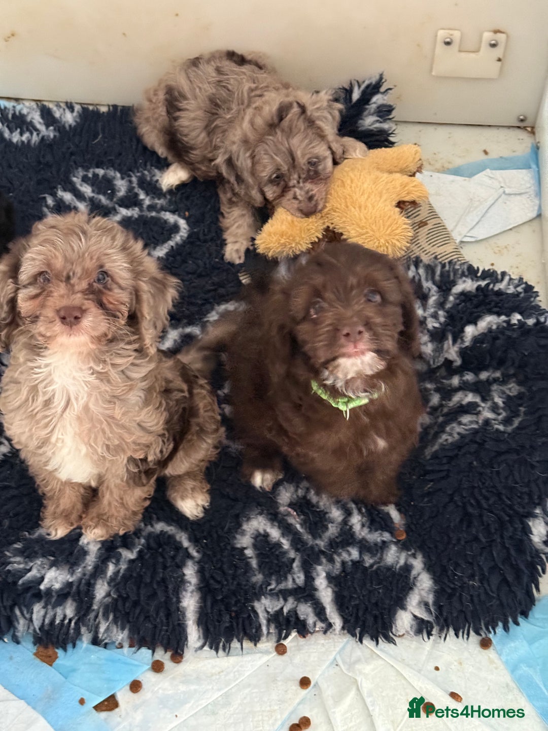 Cockapoo dogs for sale: F1 Cockapoo Puppies - Image 4