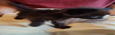 Little black 6