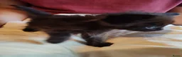 British Shorthair cats for sale: 6 Beautiful, fluffy, black and calico kittens - Advert 4