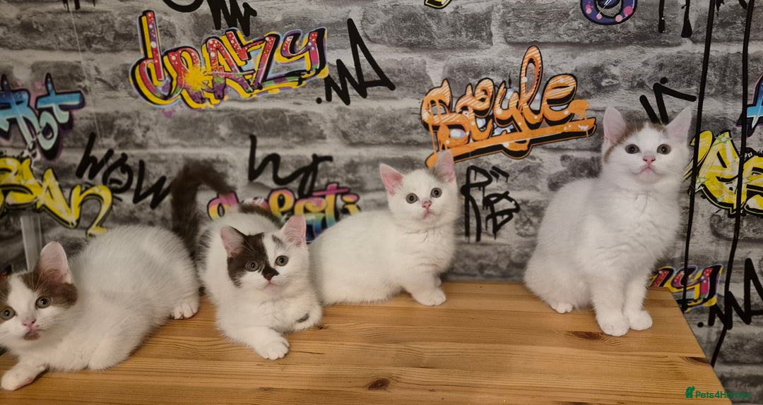 Munchkin cats for sale: Munchkin kittens ready for reservations or collect - Image 2