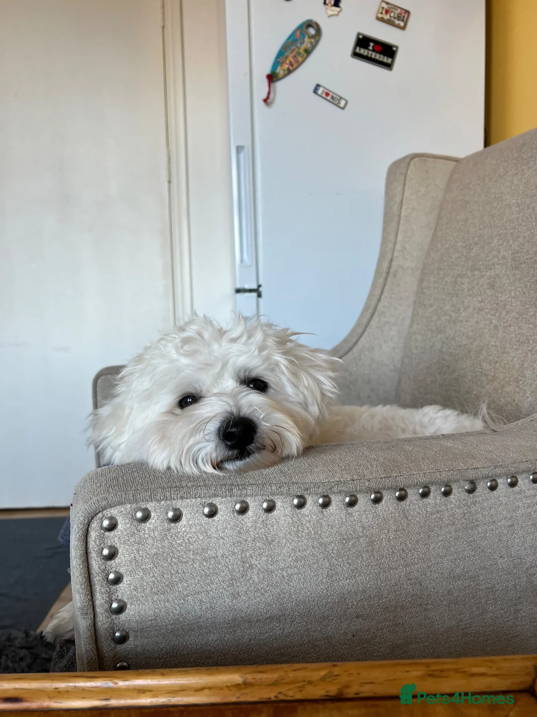 Bichon Frise dogs for stud: Mr MILE in London - Advert 7