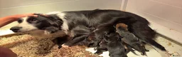 Mixed Breed dogs for sale: Beautiful litter of teckle x puppies for sale  - Advert 17