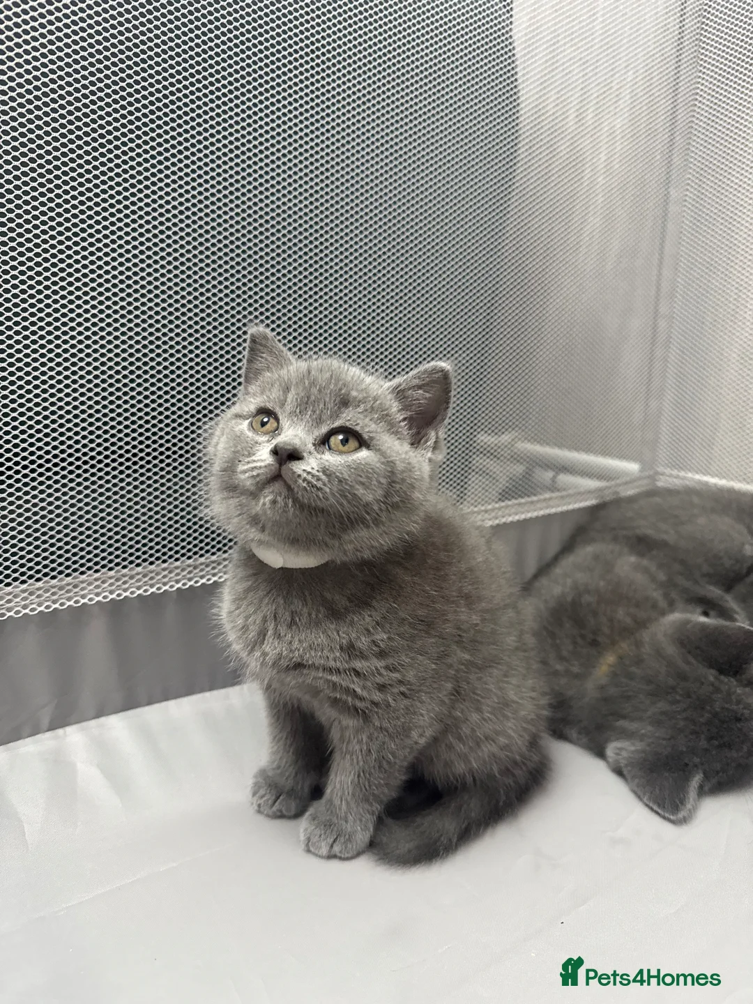 British Shorthair cats for sale: 💐British Shorthair Kittens (Blue)💐 - Advert 2