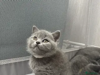 British Shorthair cats 💐British Shorthair Kittens (Blue)💐 - Advert 2