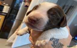 Sprocker dogs for sale: Norwich  - Image 3