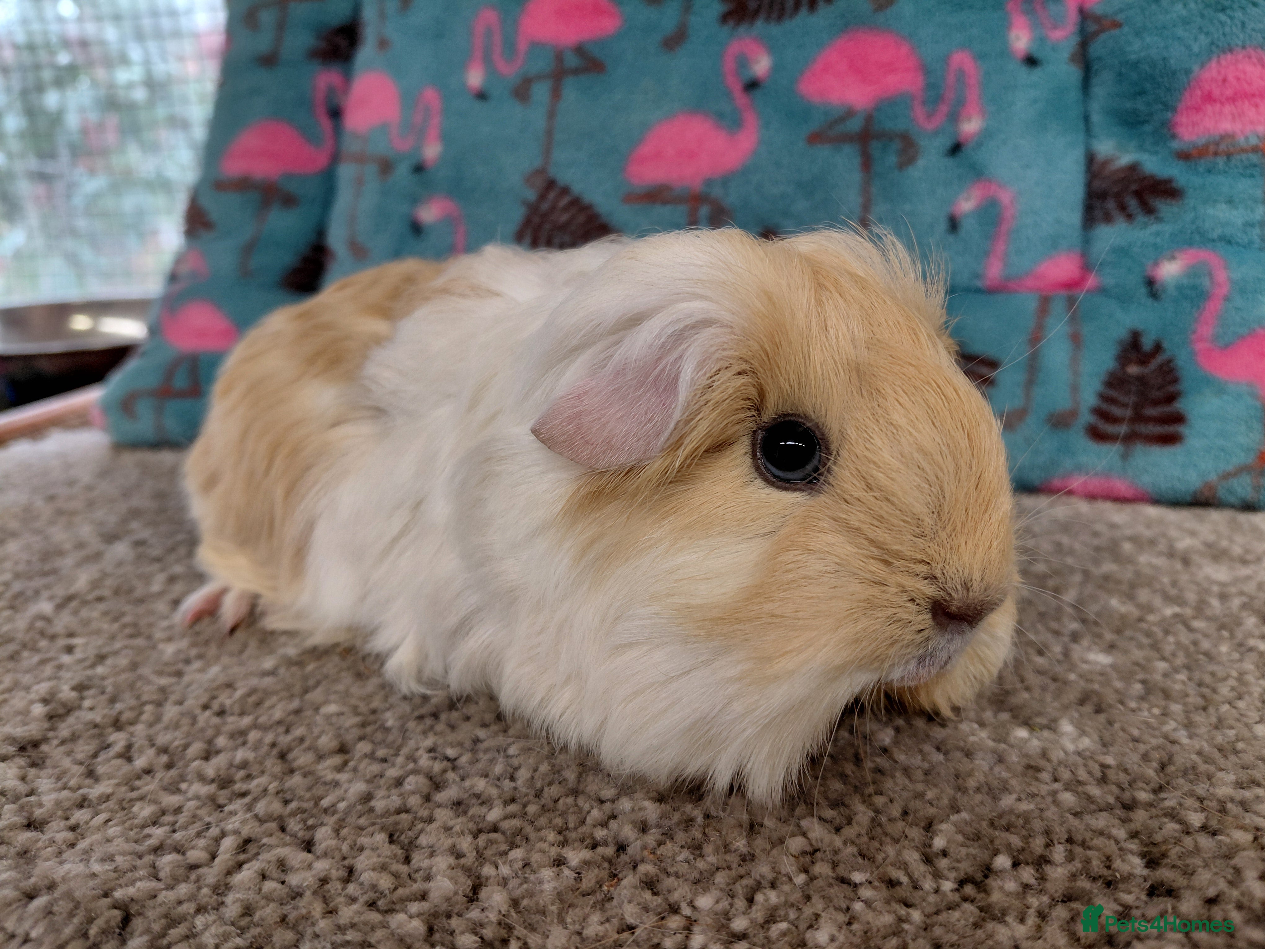 Guinea Pig rodents Baby Longhaired Boars Texel/Merino To Reserve - Advert 16